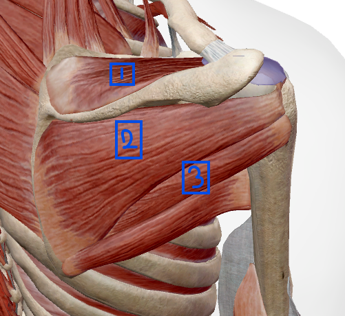 Shoulder Pain. Shoulder Injury